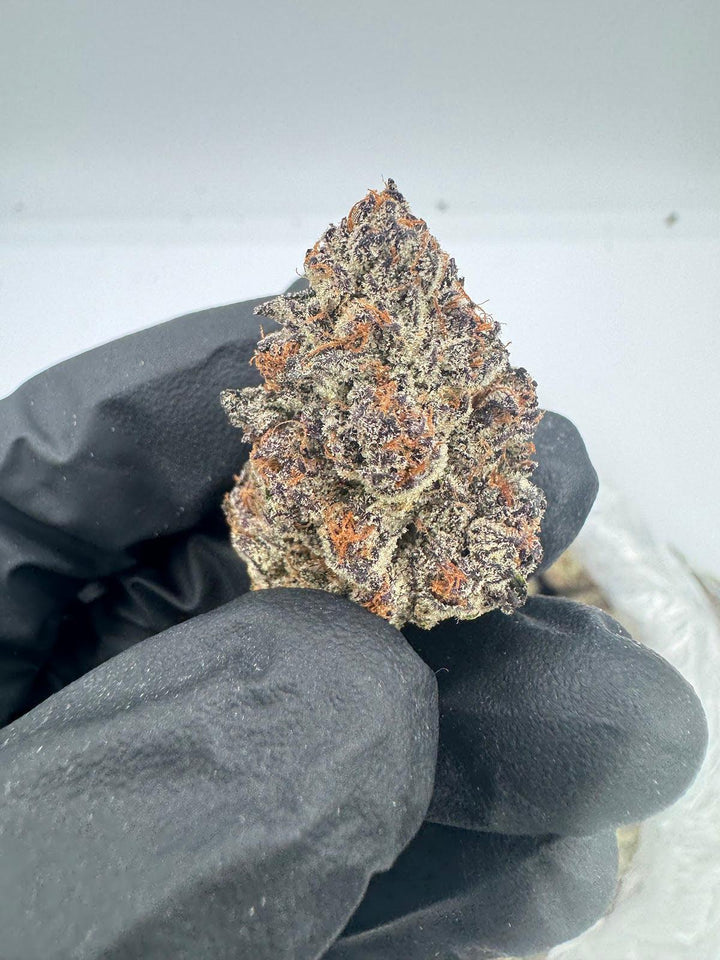 Purple Creme Flower