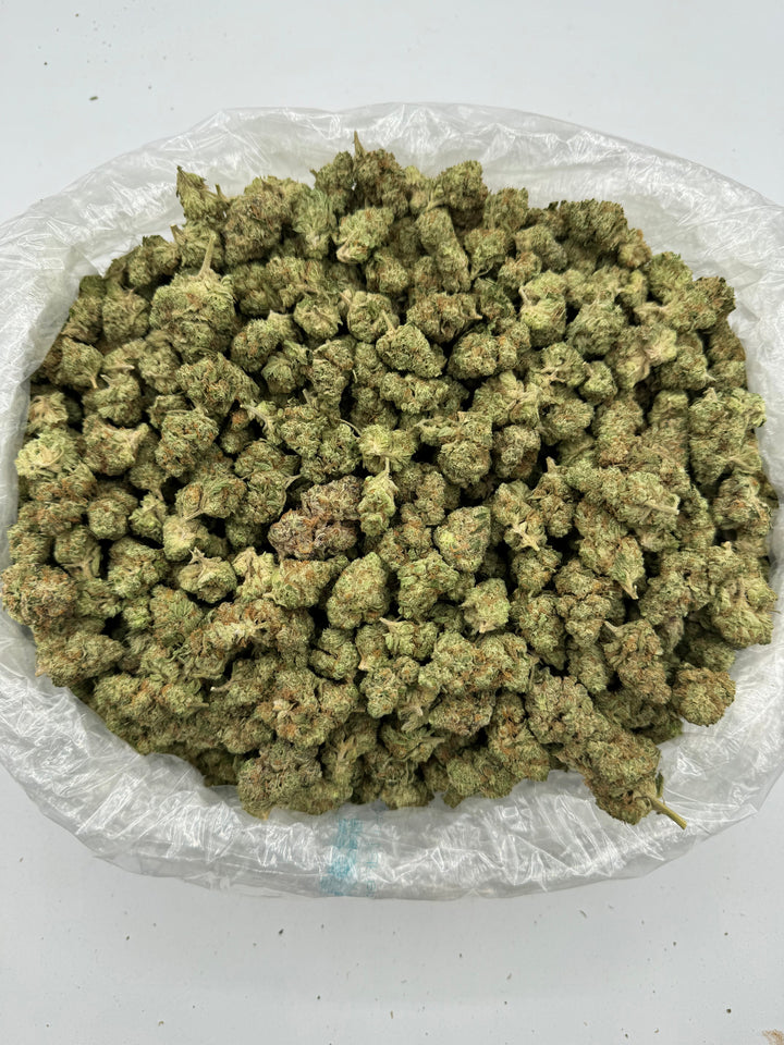 bag of GMO (indoor)